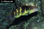 thalassoma jansenii thalassoma jansenii