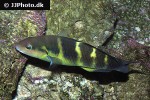 thalassoma jansenii thalassoma jansenii