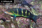 thalassoma jansenii thalassoma jansenii