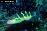 thalassoma jansenii thalassoma jansenii