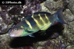 thalassoma jansenii thalassoma jansenii