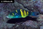 thalassoma jansenii thalassoma jansenii