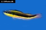 thalassoma lucasanum thalassoma lucasanum