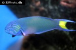 thalassoma lunare thalassoma lunare
