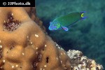 thalassoma lunare thalassoma lunare