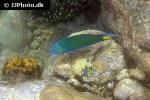 thalassoma lunare thalassoma lunare
