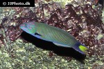 thalassoma lunare thalassoma lunare