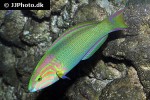thalassoma lutescens thalassoma lutescens