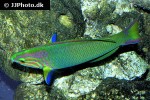 thalassoma lutescens thalassoma lutescens