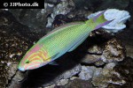 thalassoma lutescens thalassoma lutescens