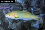 thalassoma lutescens thalassoma lutescens