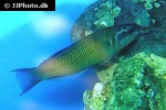 thalassoma pavo thalassoma pavo
