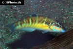 thalassoma pavo thalassoma pavo