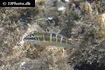 thalassoma pavo thalassoma pavo