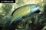thalassoma pavo thalassoma pavo