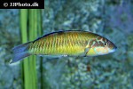 thalassoma pavo thalassoma pavo