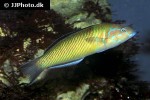 thalassoma pavo thalassoma pavo