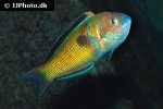 thalassoma pavo thalassoma pavo
