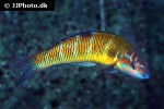 thalassoma pavo thalassoma pavo