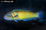 thalassoma pavo thalassoma pavo