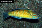 thalassoma pavo thalassoma pavo
