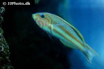 thalassoma rueppellii thalassoma rueppellii