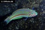 thalassoma rueppellii thalassoma rueppellii