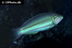 thalassoma rueppellii thalassoma rueppellii