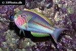 thalassoma rueppellii thalassoma rueppellii