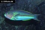 thalassoma rueppellii thalassoma rueppellii