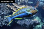 thalassoma rueppellii thalassoma rueppellii