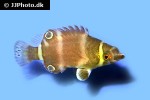wetmorella nigropinnata wetmorella nigropinnata